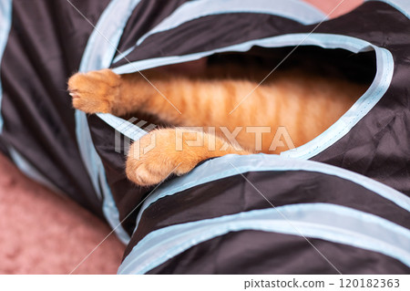 A small cat is comfortably laying inside a bag that has a printed on it A small cat is comfortably laying inside a bag that has a printed on it 120182363