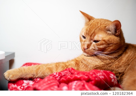 An orangecolored cat is comfortably laying on a vibrant red blanket 120182364