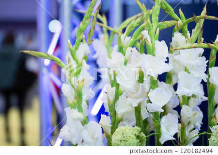 Stunning and Elegant Display of White Gladiolus Flowers Captivating the Eye and Heart 120182494