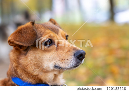 A brown dog that is wearing a blue collar is looking directly at the camera A brown dog that is wearing a blue collar is looking directly at the camera 120182518