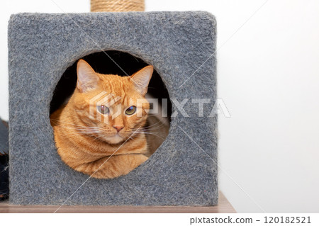 A vibrant orange cat is peering out from inside a cozy cat house 120182521