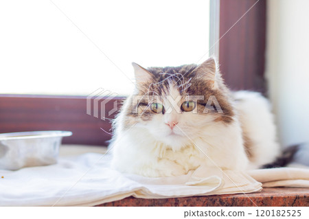 A cat is on a counter by a window, looking at the camera A cat is on a counter by a window, looking at the camera 120182525