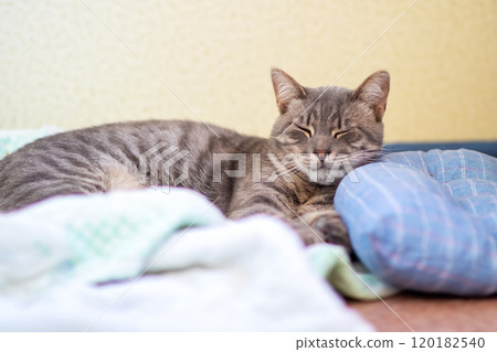 A cat is comfortably laying on a soft bed with its eyes closed A cat is comfortably laying on a soft bed with its eyes closed 120182540