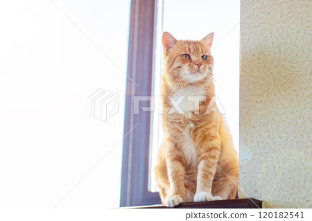 An orange and white cat sits on a window sill looking out 120182541