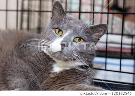 A gray and white cat with striking yellow eyes is laying calmly in a cage A gray and white cat with striking yellow eyes is laying calmly in a cage 120182545