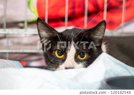 A Curious Cat Peeking Out from a Cozy Blanket, Displaying Its Adorable Nature and Curiosity 120182548