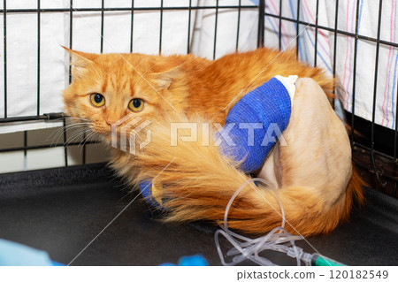 A cat with a bandage on its leg is currently in a cage A cat with a bandage on its leg is currently in a cage 120182549