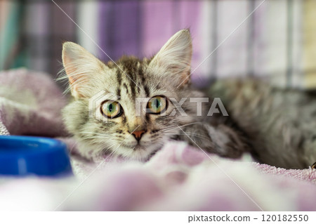 A kitten lies on a blanket in a cage, looking at the camera 120182550