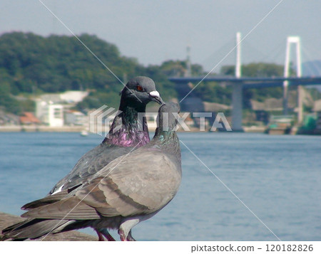 一對鴿子在尾道海峽一起玩耍 120182826