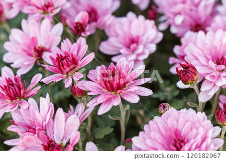 beautiful chrysanthemum flower bushes pink colors beautiful chrysanthemum flower bushes pink colors 120182967