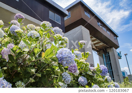 Hydrangea and Kema Lock / Kemacho 3-chome, Miyakojima-ku, Osaka City, Osaka Prefecture 120183067