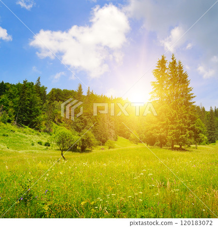 Carpathian mountains, coniferous forest, meadow and bright sun. 120183072
