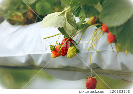 Strawberry plants with ripe and unripe fruits hanging from vertical farm platform, showing the future and innovation of agriculture 120183108