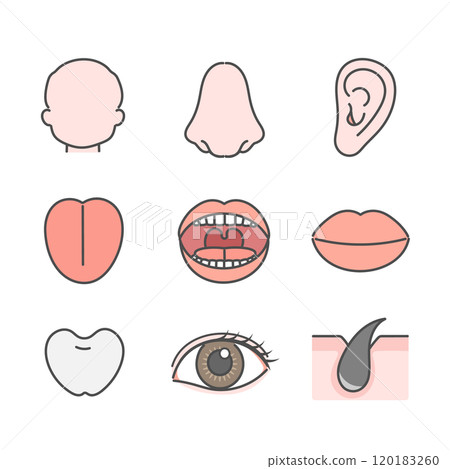 Human body face parts illustration set Human body face parts illustration set 120183260