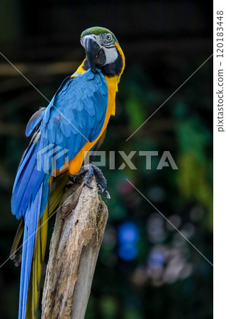Close up head the Blue macaw parrot bird in garden 120183448