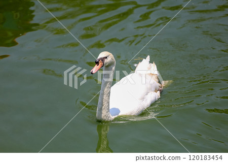 Close up White swan is cute in river 120183454