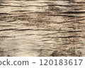 Dry wood texture background the skin of large trees is dry and gray. 120183617