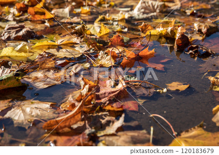 Colored tree leaves have fallen into a puddle of water. Autumn and seasons Colored tree leaves have fallen into a puddle of water. Autumn and seasons 120183679