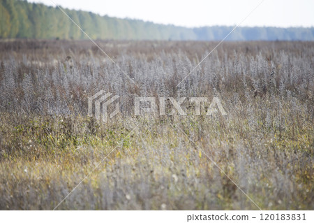 Field with withered grass. Faded autumn vegetation 120183831