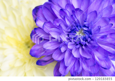 Closeup of purple and yellow chrysanthemum flower Closeup of purple and yellow chrysanthemum flower 120183855