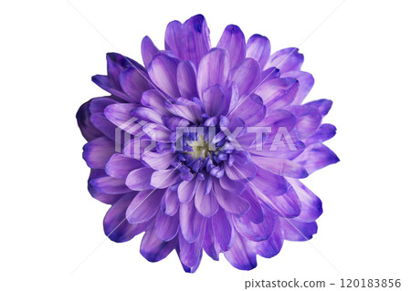Purple chrysanthemum on a white background Purple chrysanthemum on a white background 120183856