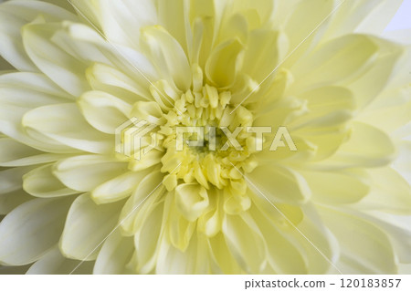 Yellow chrysanthemum closeup Yellow chrysanthemum closeup 120183857
