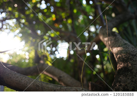 Tree bark with sunlight and bokeh low angle 120183888