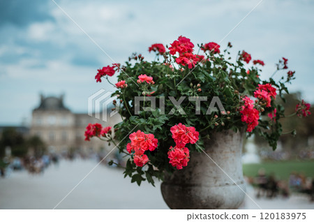 Summer flowers in Luxembourg garden. Paris, France Summer flowers in Luxembourg garden. Paris, France 120183975