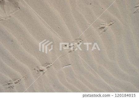 Natural background top view. Dry beach sand with bird footprints on it. Natural background top view. Dry beach sand with bird footprints on it. 120184015