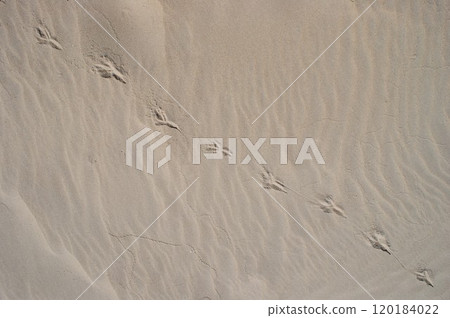 Natural background top view. Dry beach sand with bird footprints on it. 120184022