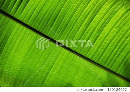 Banana tree leaf in thailand garden. The structure of a palm leaf. Banana tree leaf in thailand garden. The structure of a palm leaf. 120184052
