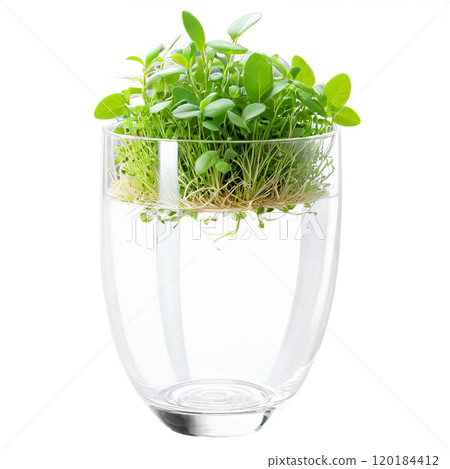 A refreshing blend of microgreens in a tall, slender glass bowl, featuring a mix of mint, lemon verbena, 120184412