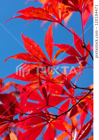 Autumn sky and red maple leaves Autumn sky and red maple leaves 120184471