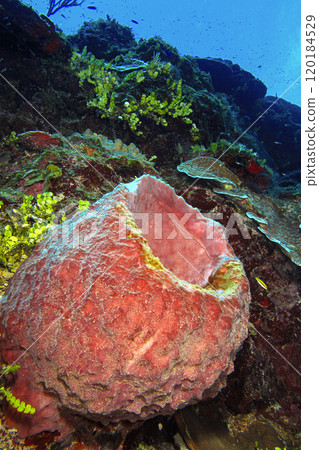 Sea Sponge, Cuba 120184529