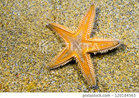 Starfish, Cabo Cope-Puntas del Calnegre Natural Park, Spain 120184563