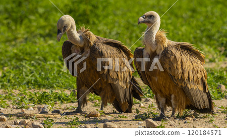 Eurasian Griffon Vulture 120184571