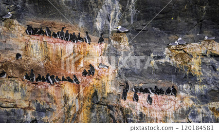 Brunnich's Guillemot, Arctic 120184581