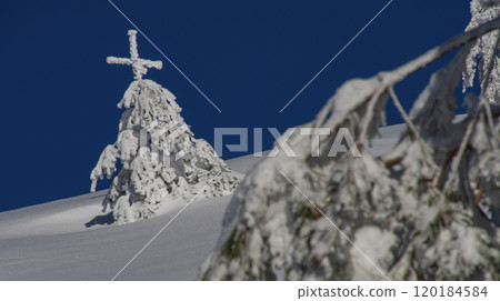 Snowy Pines, Guadarrama National Park, Spain 120184584