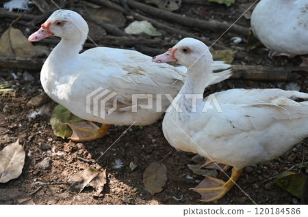 White ducks living in farm. Ducks have many economic uses, being farmed for their meat, eggs, and feathers. 120184586