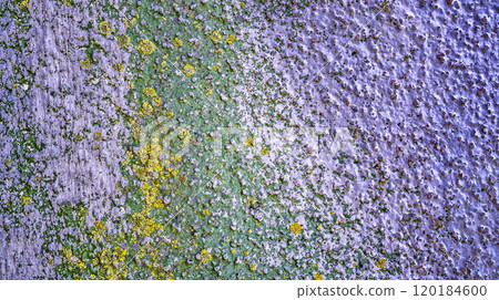 Wall Surface Wall Surface 120184600