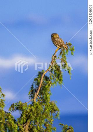 Little Owl Little Owl 120184602