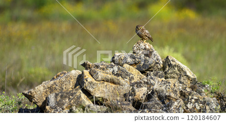 Little Owl 120184607