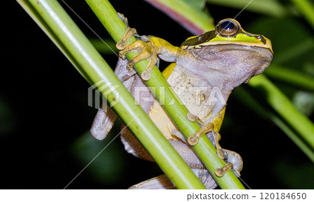 New Granada Cross-banded Tree Frog, Corcovado National Park, Costa Rica New Granada Cross-banded Tree Frog, Corcovado National Park, Costa Rica 120184650