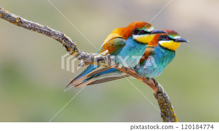 Bee-eater 120184774