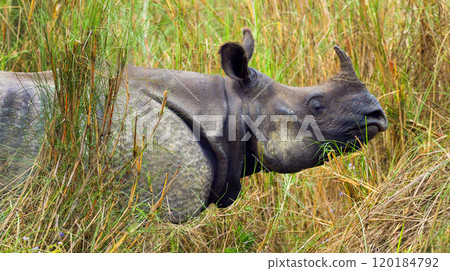 Greater One-horned Rhinoceros, Royal Bardia National Park, Nepal Greater One-horned Rhinoceros, Royal Bardia National Park, Nepal 120184792