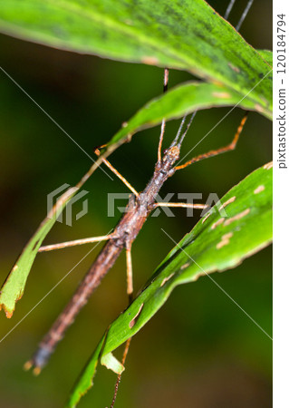 Stick Insect, Marino Ballena National Park Stick Insect, Marino Ballena National Park 120184794