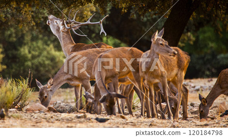 Red Deer, Monfrague National Park, Spain 120184798