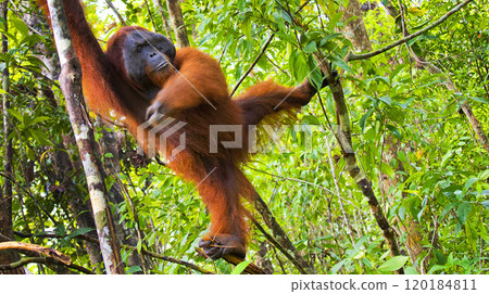 Orangutan, Tanjung Puting National Park, Indonesia Orangutan, Tanjung Puting National Park, Indonesia 120184811