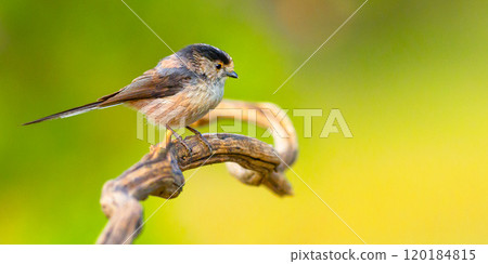 Long-tailed Tit 120184815