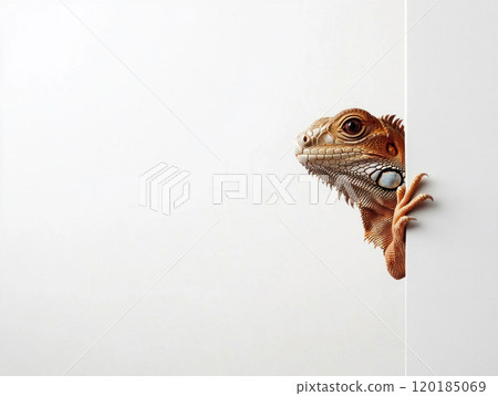 Curious Iguana Peeking from Behind a Wall 120185069